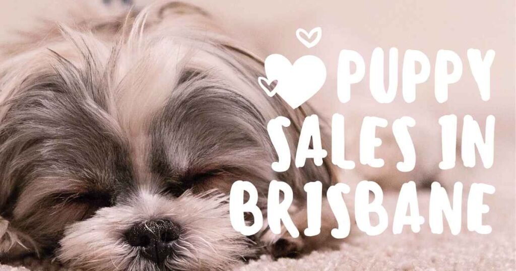 Puppy Sales in Brisbane